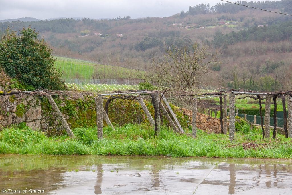 Vines in the Ulla valley