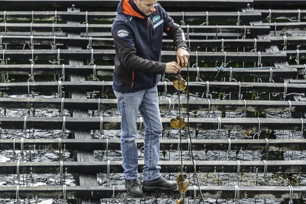 Mussel farm with the show